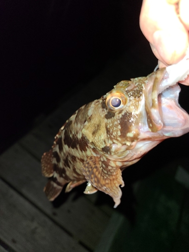 アラカブの釣果