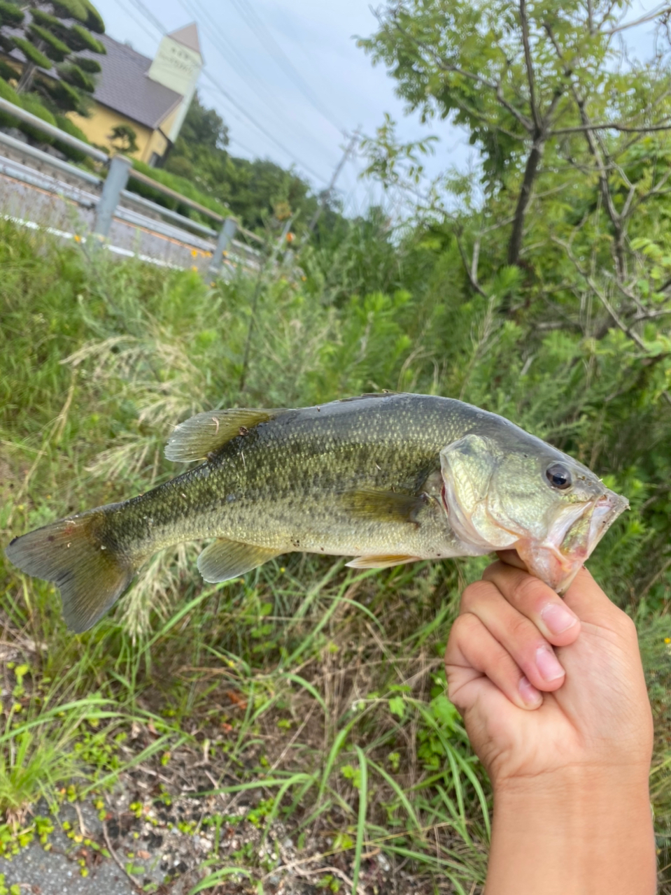 ブラックバス