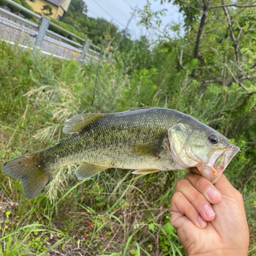 ブラックバス