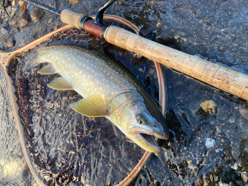 アメマスの釣果