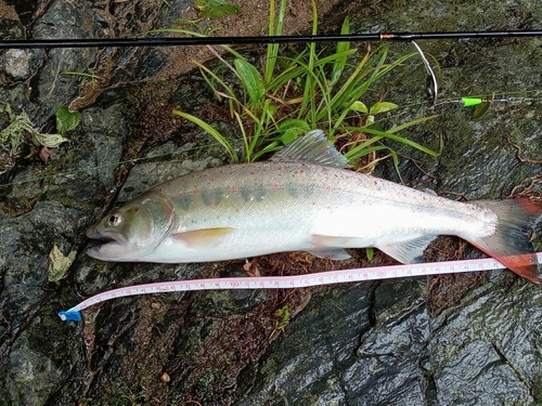 アマゴの釣果