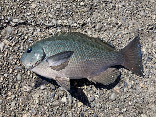 メジナの釣果