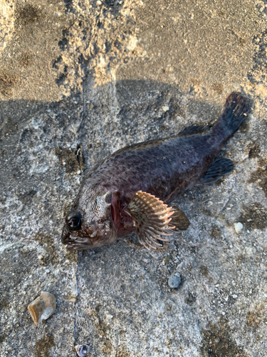 タケノコメバルの釣果