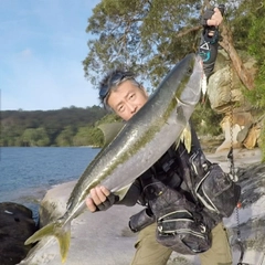 ヒラマサの釣果