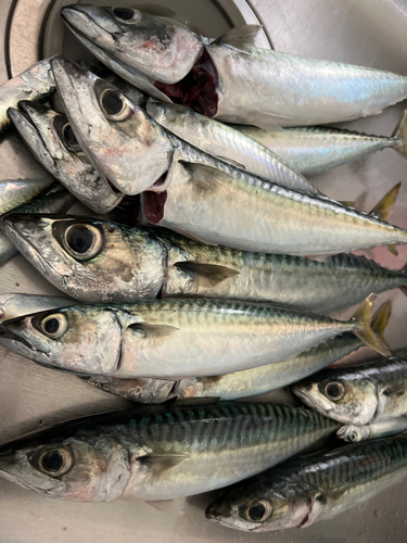 サバの釣果