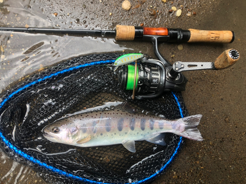 アマゴの釣果