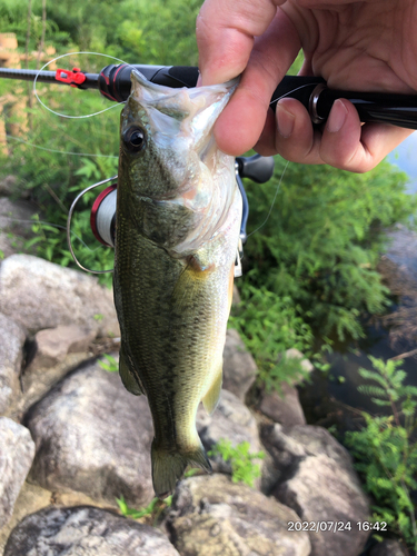 ブラックバスの釣果