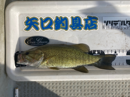 スモールマウスバスの釣果