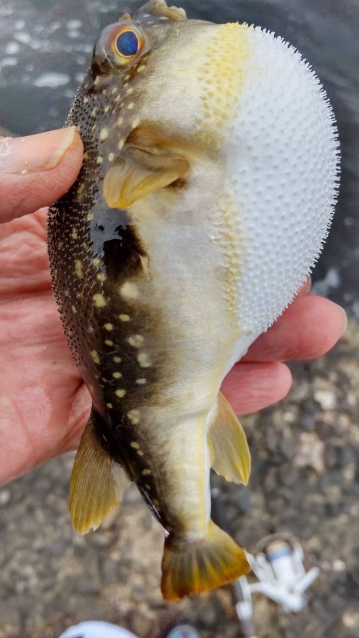 勝魚ですさんの釣果 2枚目の画像