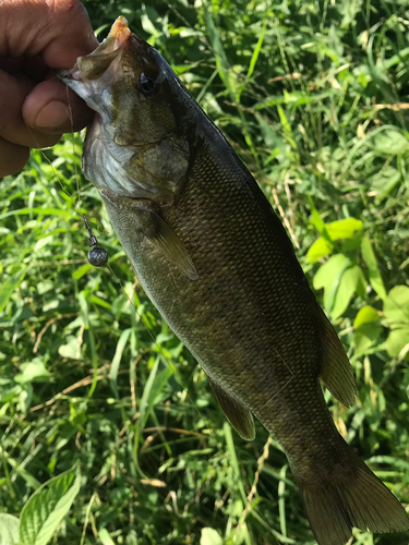 スモールマウスバスの釣果