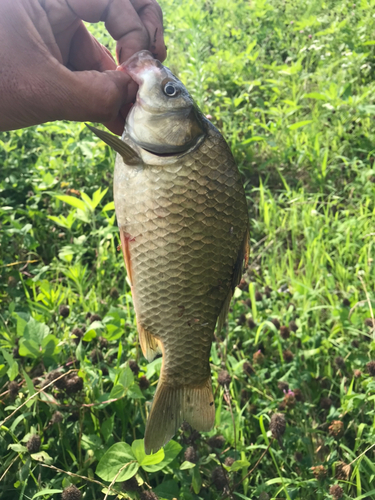 ヘラブナの釣果