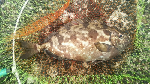 アイゴの釣果