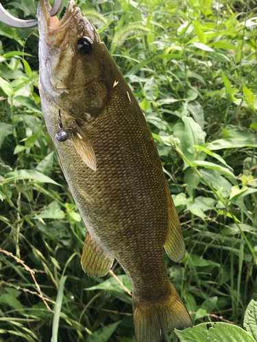 スモールマウスバスの釣果