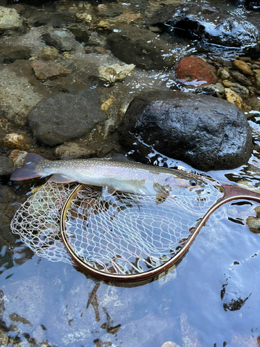 イワナの釣果