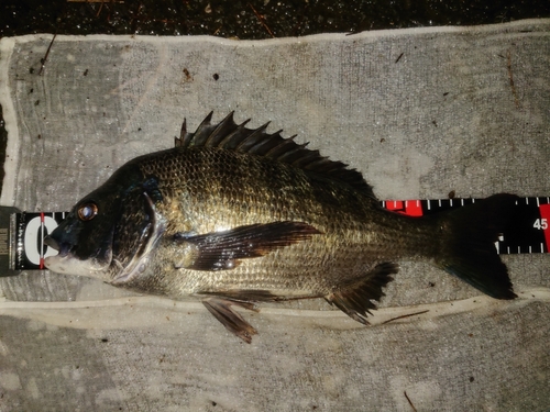 クロダイの釣果