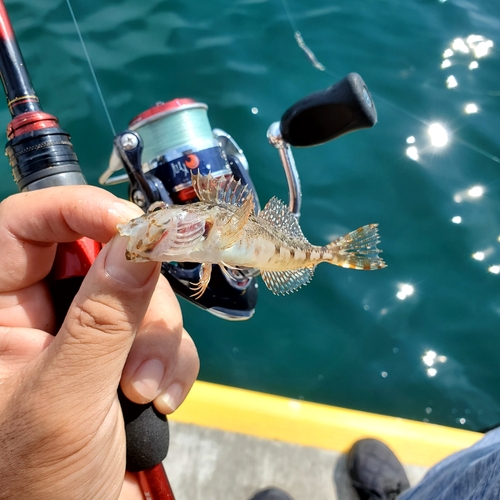 カジカの釣果