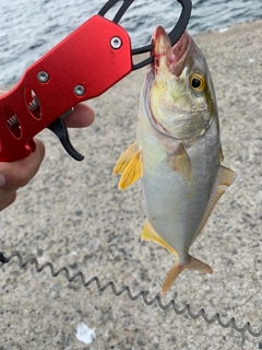 ショゴの釣果