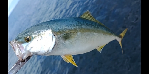 ツバスの釣果