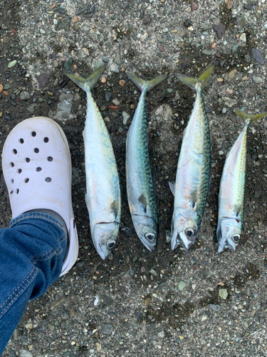 サバの釣果