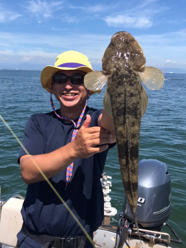 コチの釣果