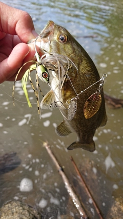 スモールマウスバスの釣果