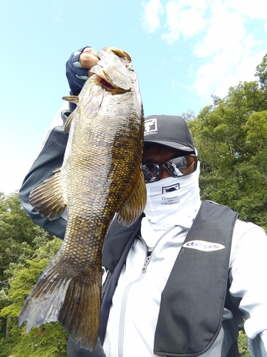 スモールマウスバスの釣果