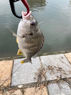 キビレの釣果