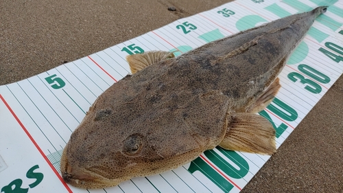 マゴチの釣果