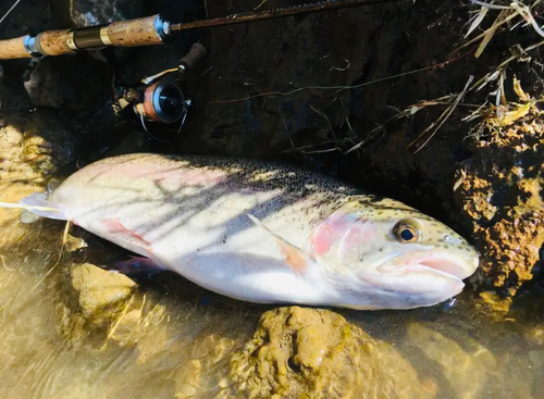 ニジマスの釣果