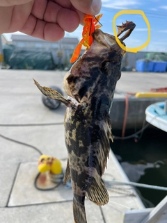 タケノコメバルの釣果