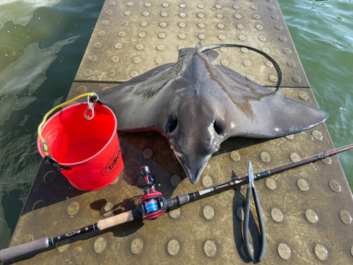 ナルトビエイの釣果