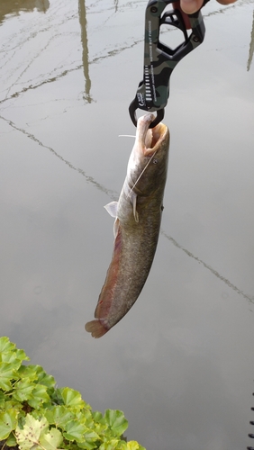 ナマズの釣果