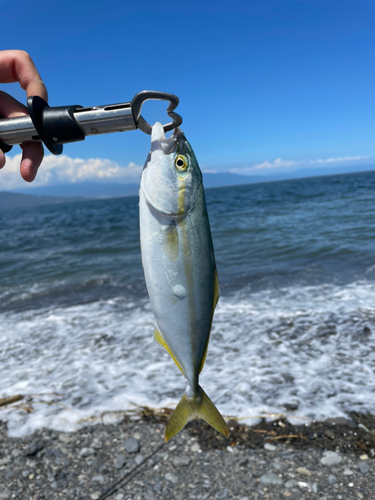 ワカナゴの釣果