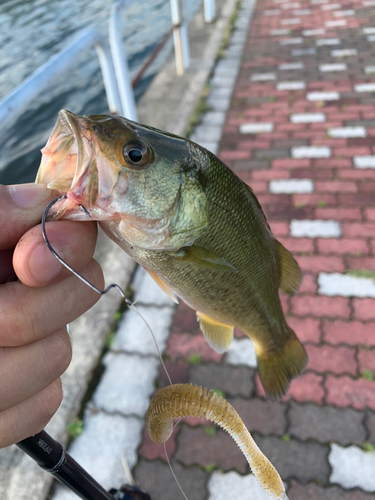 ラージマウスバスの釣果