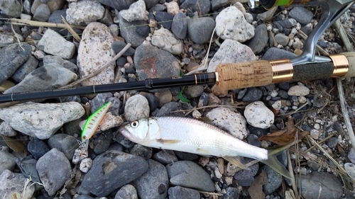 ハスの釣果