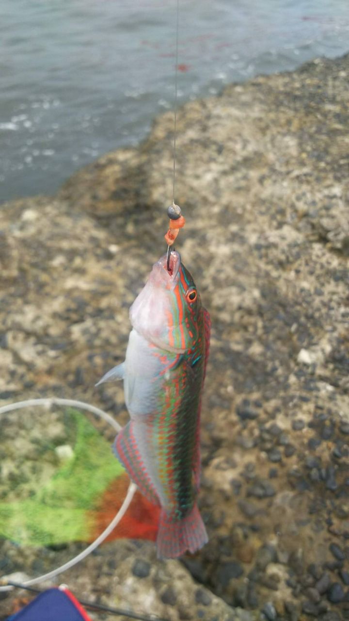 勝魚ですさんの釣果 2枚目の画像