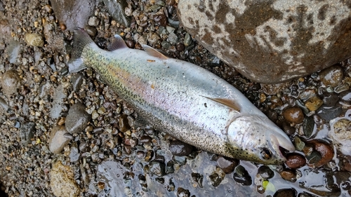 ニジマスの釣果