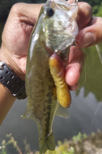 ラージマウスバスの釣果