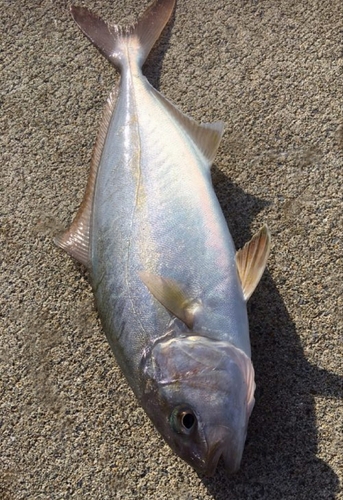 ネリゴの釣果