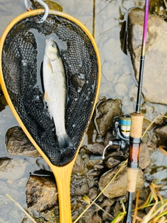 ウグイの釣果