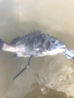 チヌの釣果