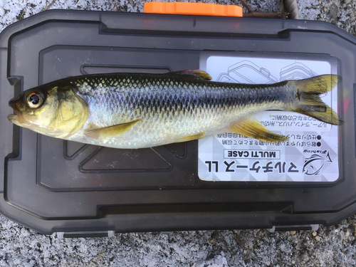 カワムツの釣果