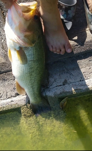 ブラックバスの釣果