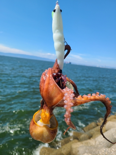 タコの釣果