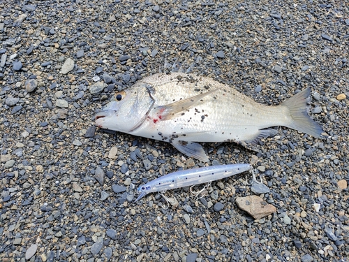 ミナミクロダイの釣果