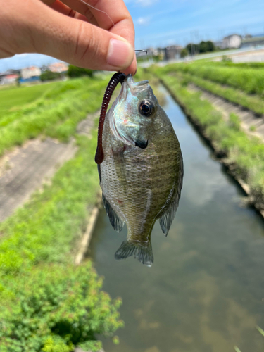 ブルーギルの釣果