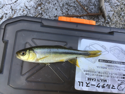 カワムツの釣果