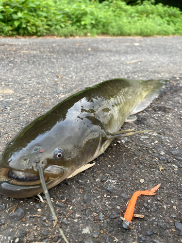 ナマズの釣果