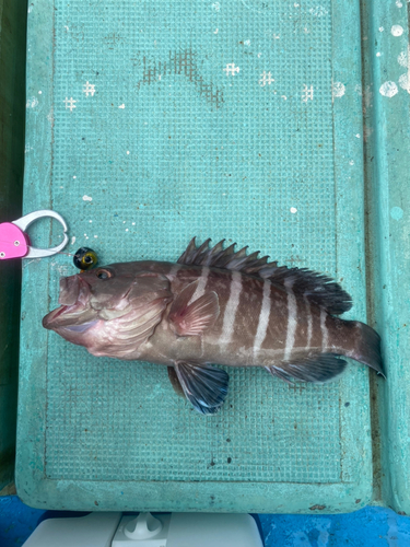 マハタの釣果