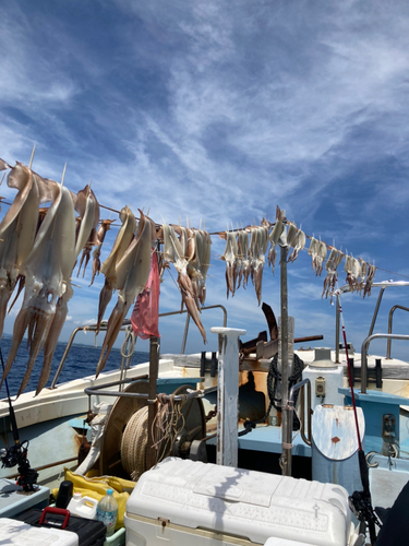 スルメイカの釣果